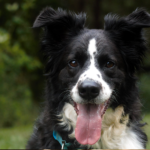 Milo - Border Collie Available for Adoption