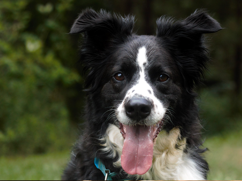 Milo - Border Collie Available for Adoption