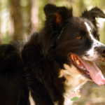 Milo - Border Collie Available for Adoption