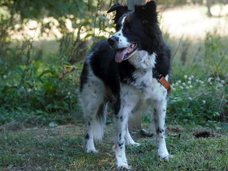 Milo - Border Collie Available for Adoption