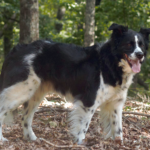 Milo - Border Collie Available for Adoption