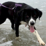 Tenley - Border Collie Available for Adoption