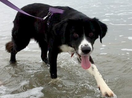 Tenley - Border Collie Available for Adoption