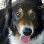 Tuscon - Border Collie Available for Adoption