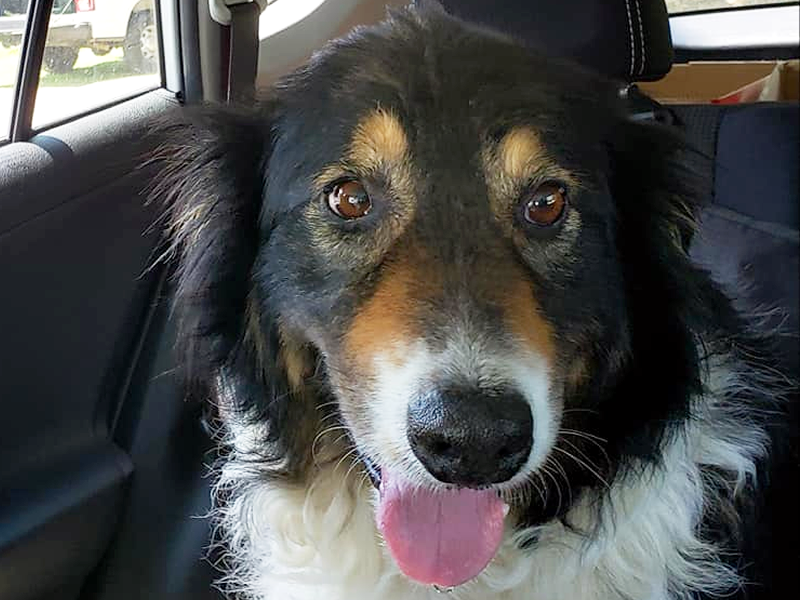 Tuscon - Border Collie Available for Adoption