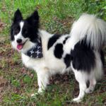 Beatty - Border Collie Available for Adoption