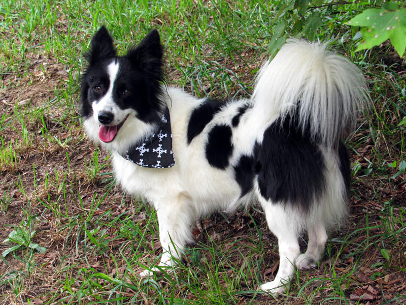 Beatty - Border Collie Available for Adoption