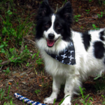 Beatty - Border Collie Available for Adoption