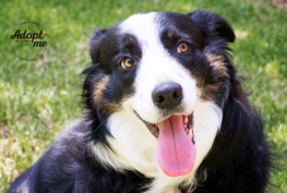 Nora - Border Collie Available for Adoption