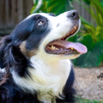 Nora - Border Collie Available for Adoption