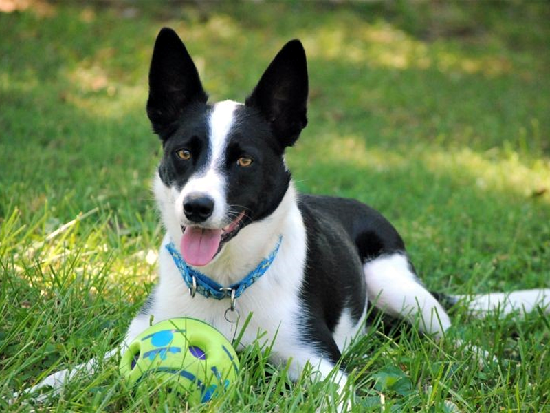 Zip - Border Collie Available for Adoption