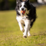 stella-border-collie-with-ball