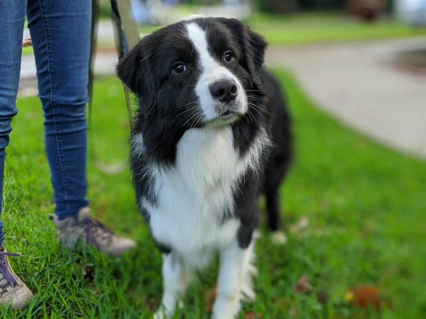 tommy-border-collie