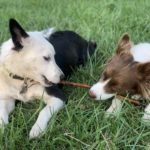 bessie border collie and friend playing