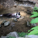 border collie duncan playing in water
