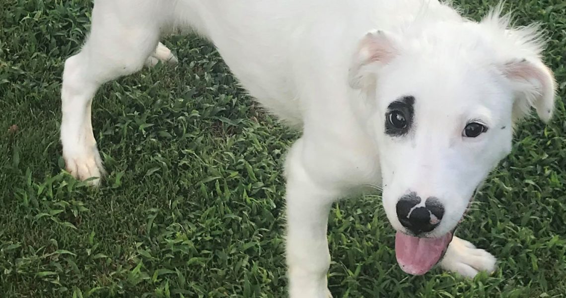 scout border collie