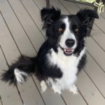 wyatt border collie