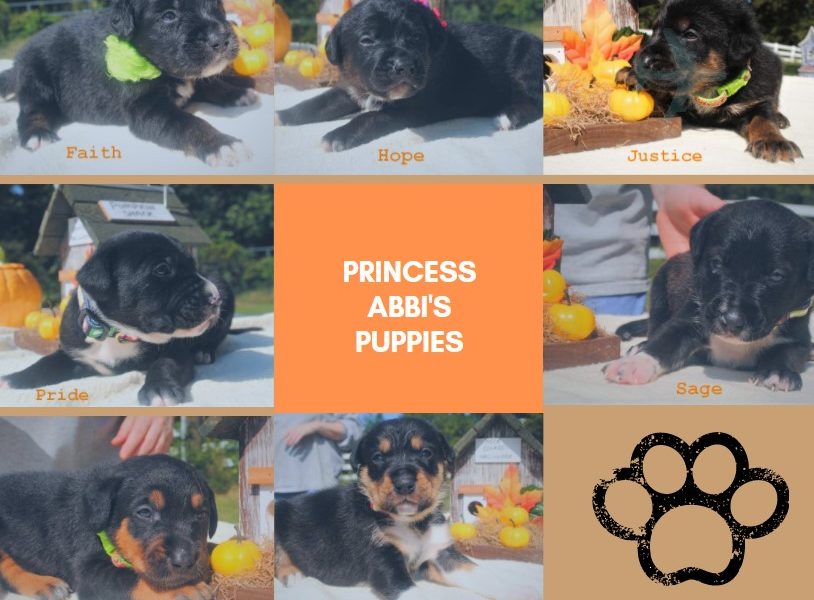 princess-abbi-puppies