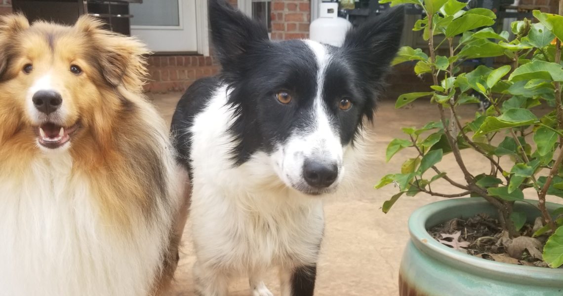 callie and sheltie