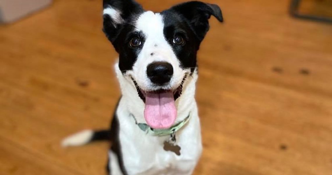 lucy border collie