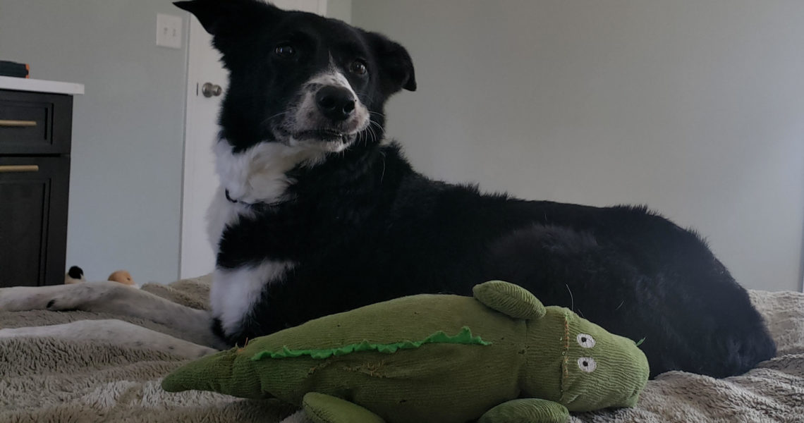 Lyla border collie