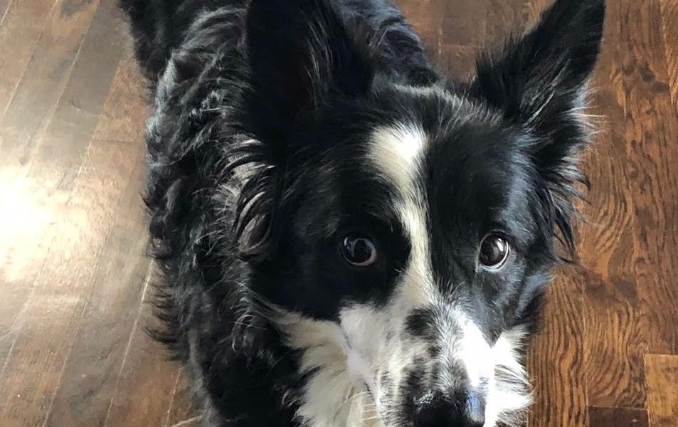 bree border collie