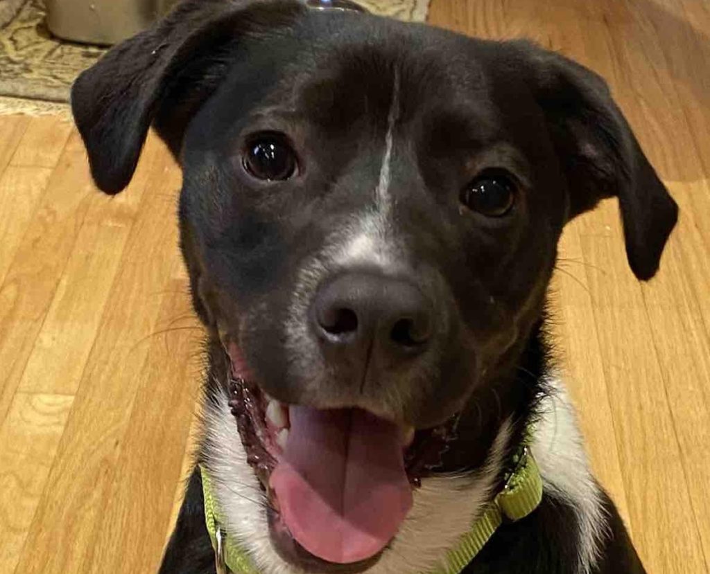 Phoenix Rising Border Collie Rescue – North Carolina and South 