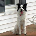 sircy-border-collie