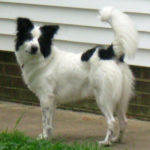 Sircy-border-collie