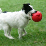 sircy-with-ball