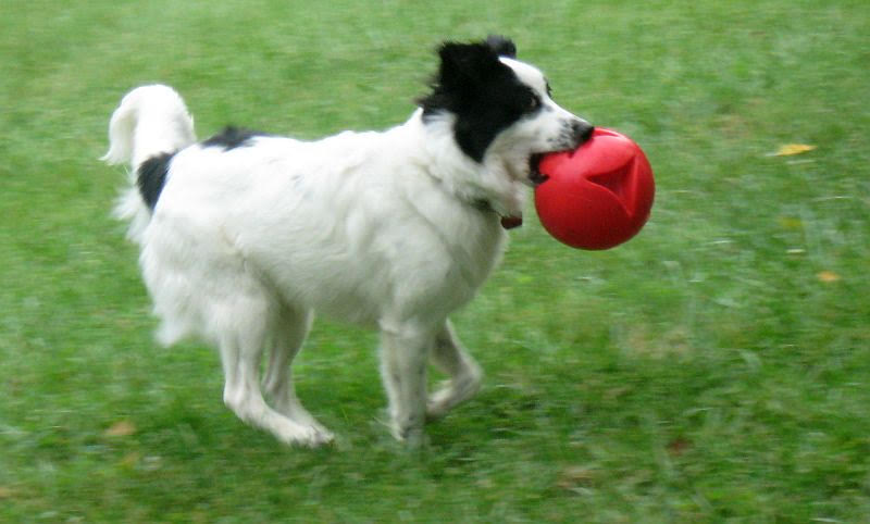 sircy-with-ball