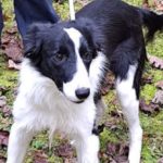 fly border collie