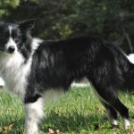 jesse border collie