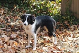 lily border collie