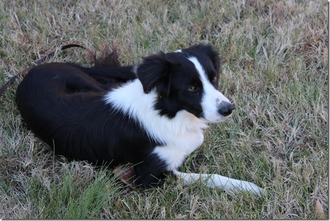 lily border collie