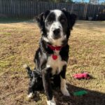 jaz border collie