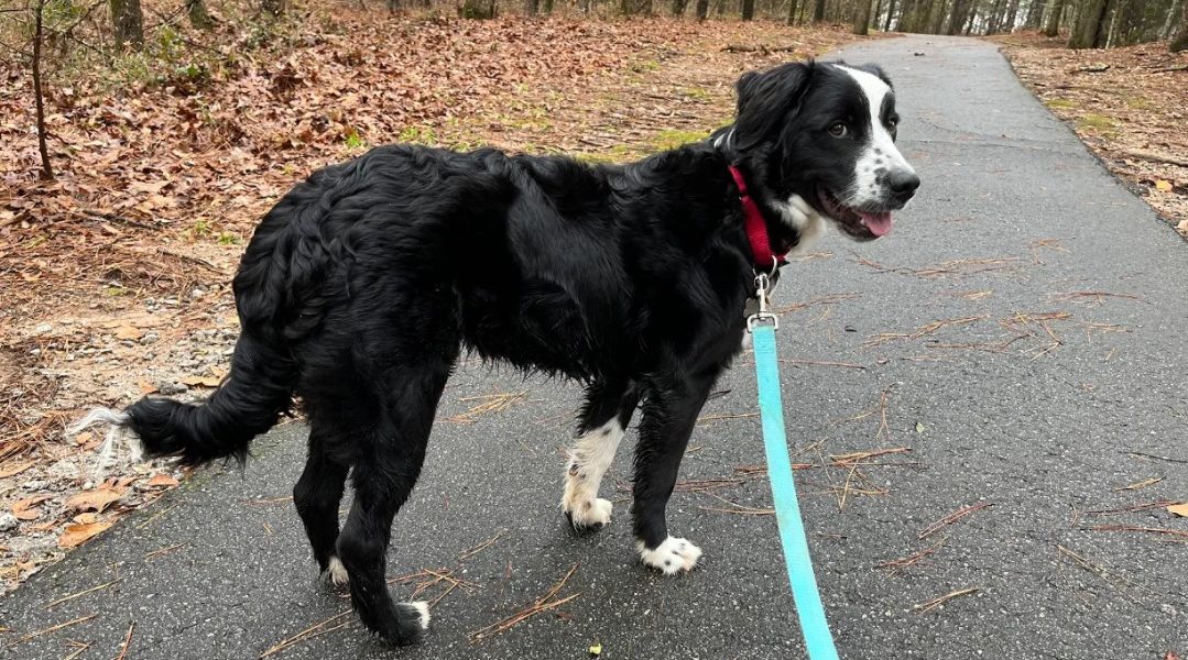 jaz border collie