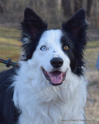 3-year-old border collie mix from North Virginia, looking for a new home.