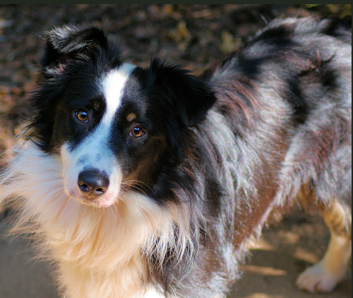 Shadow – Phoenix Rising Border Collie Rescue – North Carolina and South ...