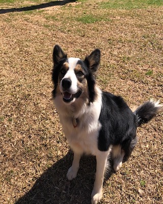 Luna is a Border Collie in Georgia looking for a new home.