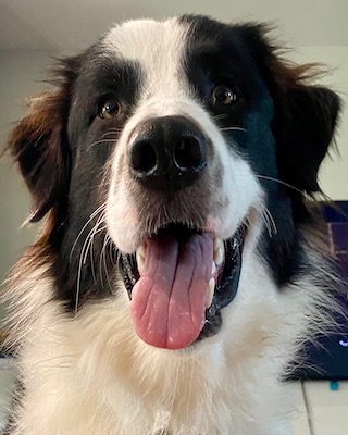 Winston is a Border Collie mix in Georgia looking for a new home.
