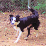 elllie-border-collie