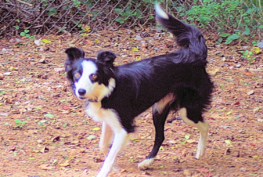 elllie-border-collie
