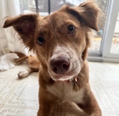 Ellie is a Border Collie mix in Georgia looking for a new home.