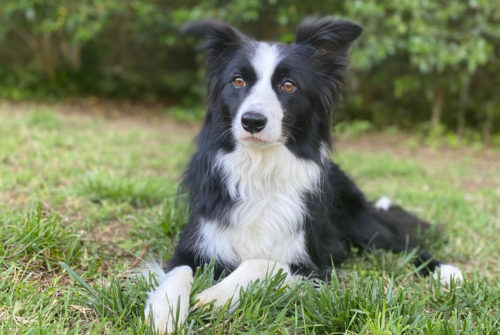 Phoenix Rising Border Collie Rescue – North Carolina and South Carolina ...