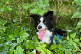 Phoenix Rising Border Collie Rescue – North Carolina and South