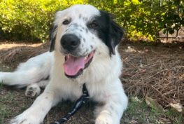 Phoenix Rising Border Collie Rescue – North Carolina and South