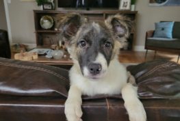 Phoenix Rising Border Collie Rescue – North Carolina and South