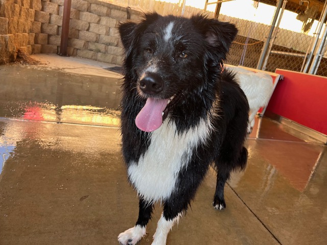 Harvey is a Border Collie looking for a new home from Longview, Texas.