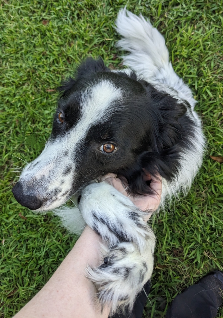 Milkshake is a Border Collie looking for a new home from Salisbury, NC
